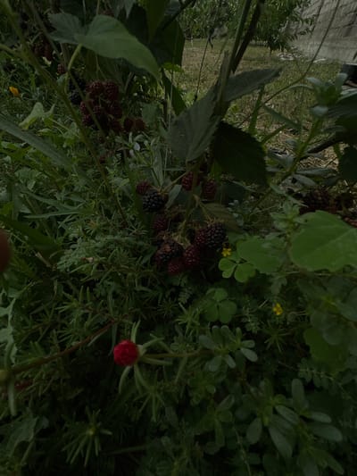 The image depicts a close-up view of blackberry bushes laden with ripe fruit in the city of Jaukashty, Uzbekistan. The blackberries are dark purple and black, clustered on thorny stems, surrounded by lush green leaves and smaller plants. A single red flower bud is also visible in the foreground. The background is out of focus, showing grass, a stone wall, and trees, suggesting an outdoor setting, likely a garden or rural area.