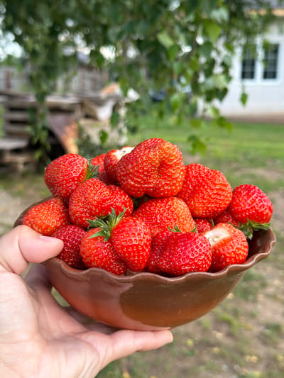 A hand holds a brown ceramic bowl filled with ripe red strawberries. The strawberries are plump and have visible seeds. In the background, out of focus, is a building with white siding and dark-paned windows, suggesting a rural or suburban setting. Green foliage and trees are also visible, with a hint of a wooden structure to the left. The overall scene appears to be outdoors, likely in a garden or yard, under natural light. The location is specified as Юг, Russia.