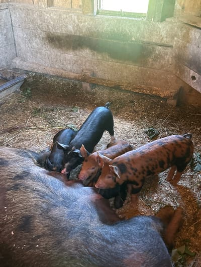 A sow is lying down, nursing a group of piglets in a barn. The sow is dark-colored with some lighter patches and is largely in the foreground. Several piglets are clustered around her, with some black and some reddish-brown and black spotted piglets visible. The barn appears to be rustic, with wooden walls and a dirt or straw floor. Sunlight streams in from a window at the top of the frame. The image was taken in South Dundas, Canada.