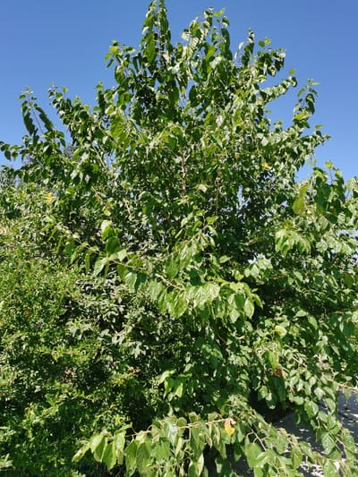 The image depicts a large, leafy tree against a clear blue sky. The tree is lush with green foliage, its branches reaching upwards and outwards, creating a dense canopy. Some leaves are lighter green or yellowish, indicating variations in light exposure or maturity. The lower part of the tree is partially obscured by smaller, denser bushes and vegetation. A paved surface, possibly a walkway or road, is visible on the right side of the image, casting faint shadows. The scene appears to be outdoors, in a natural or park-like setting, with no people or animals present. The location is identified as Karabair, Uzbekistan.