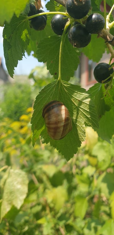 A snail is resting on a currant leaf, its shell a spiral of brown and cream stripes. The leaf itself is green and serrated, with veins visible. Above and behind the leaf, several ripe black currants hang from a branch. The background is a blur of green foliage and yellow flowers, suggesting a garden setting. The overall scene is natural and peaceful, bathed in sunlight. The image was taken in Verkhorechenskoye rural settlement, Ukraine.