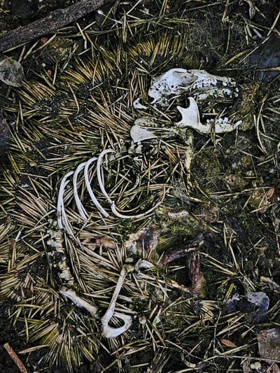 The image shows a decomposing animal carcass on the ground. The skeleton, including the skull, ribs, and limb bones, is visible amidst pine needles and decomposing matter. There are no people, interactions, or actions visible in the image. The environment appears to be a forested area, likely near Gabarevo, Bulgaria, as requested. The presence of pine needles suggests a coniferous forest. The carcass is in an advanced state of decay.