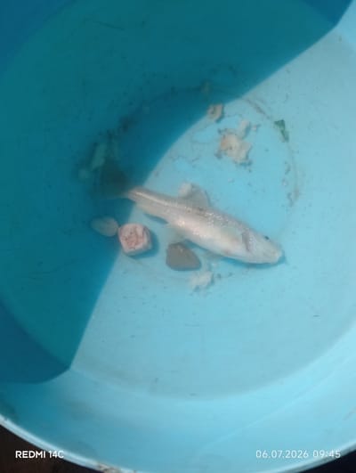 A light-colored fish, possibly a minnow or small trout, lies on its side in a light blue plastic bucket. The fish is mostly submerged in a shallow amount of water and appears deceased. Several small, light-colored pebbles and some debris are also scattered in the bucket. The lighting suggests an outdoor environment with a strong shadow cast across the left side of the bucket. The timestamp "06.07.2026 09:45" is visible in the lower right corner, along with the text "REDMI 14C" in the lower left corner, indicating the device used for capture. The image was taken in Kenesh, Kyrgyzstan.