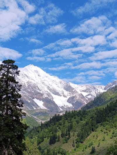 The image captures a majestic snow-capped mountain range under a bright blue sky adorned with scattered white clouds. The foreground features a lush green hillside covered with a dense forest of pine trees. To the left, a tall, dark green pine tree stands prominently, its branches reaching towards the sky. The mountain peaks are a stark white, suggesting snow or glaciers, with visible rock formations and patches of ice. The forested slopes descend into a valley, with the terrain becoming more rugged and rocky in the distance. The overall scene depicts a serene and awe-inspiring natural landscape, likely in a mountainous region such as Dhundi, India, known for its breathtaking scenery.