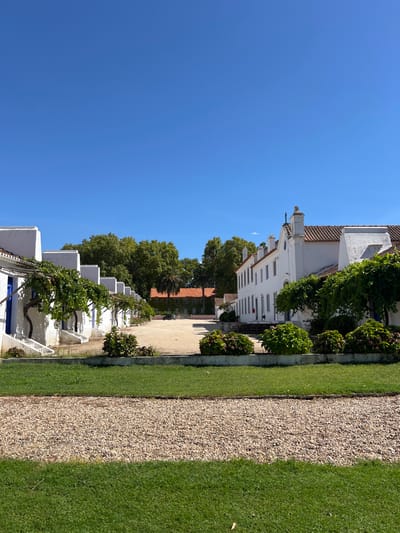 The image displays an architectural complex in Coruche, Portugal, under clear blue skies and bright daylight. The scene is presented from a low-angle perspective, looking into a central, unpaved courtyard.
The foreground consists of three distinct horizontal layers: a strip of manicured green grass at the bottom, followed by a wider band of light-colored gravel, and then another strip of green grass, slightly elevated and bordered by a low concrete barrier. On this elevated grass, a series of rounded, leafy green bushes are arranged in front of the buildings.
The midground is dominated by a large, open courtyard made of light brown dirt or gravel. Flanking this courtyard are two sets of white-painted buildings with terracotta-tiled roofs. On the left, a row of single-story structures features blue-painted arched doorways and windows. Green, leafy vines are trained on trellises or pergolas along the front of these buildings. On the right, a taller, multi-story white building with a terracotta roof presents a more elaborate facade, including a gabled section topped with a small cross-like ornament. Steps lead up to an entrance on this building, and green foliage also adorns its front.
In the background of the courtyard, further buildings with reddish-brown tiled roofs are visible, partially obscured by dense green trees, including a prominent palm tree. A dark-colored sedan is parked near the far-left building at the rear of the courtyard. No individuals are present in the scene.