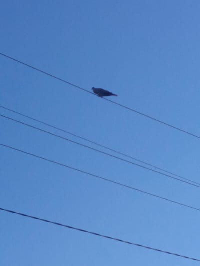 The image shows a bird perched on a wire against a clear blue sky. The bird is silhouetted and appears to be a pigeon. There are multiple wires visible, running horizontally across the frame. The scene is likely outdoors during the daytime, as indicated by the bright blue sky. There are no people or visible text in the image. The setting appears to be an urban or semi-urban area where power lines are common. The mood of the image is peaceful and still, with the bird a solitary figure against the vastness of the sky. The location context of Staronizhestebliyevskaya, Russia, suggests a rural or village setting, which aligns with the presence of overhead wires and the solitary bird.