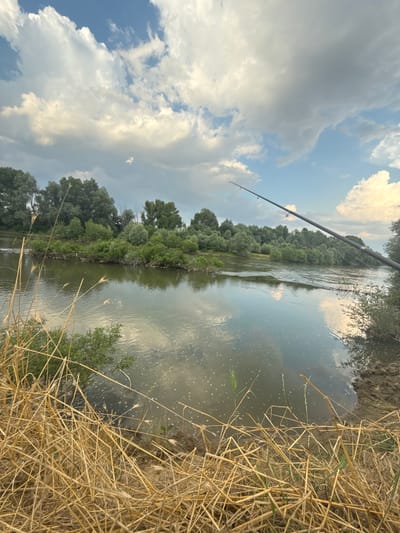 A fishing rod extends from the right side of the frame, angled upwards towards a cloudy sky. The rod is dark, likely carbon fiber, with visible guides. Below the sky, a wide river flows, its surface reflecting the sky and surrounding trees. The water appears slightly murky, with some white foam or small ripples visible. Dense green foliage lines the far bank of the river, forming a thick wall of trees and bushes. In the foreground, dry, golden-brown grass and reeds are piled up along the riverbank, creating a textured foreground. The scene suggests a natural, outdoor setting, possibly a riverbank in or near the city of Vinitsa, Bulgaria, where someone is fishing. There are no people visible in the image.