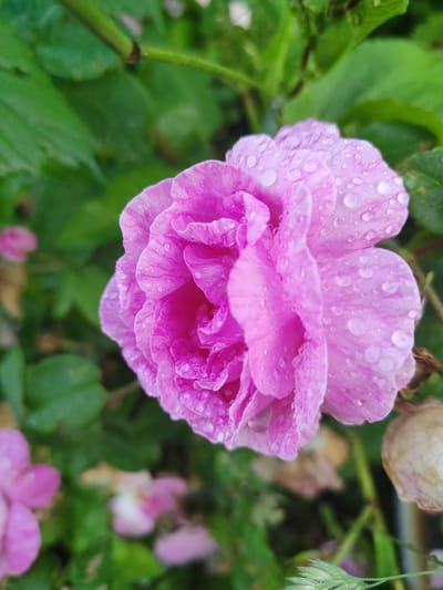 This close-up, vertical, eye-level shot showcases a vibrant pink rose in bloom, covered in glistening water droplets, suggesting recent rain or dew. The rose, with its many delicate petals, is the clear subject, filling a significant portion of the frame. The lighting appears soft and diffused, typical of an overcast day or early morning/late evening.
Behind the rose, a background of lush green foliage creates a soft bokeh effect, drawing further attention to the dewy flower. A few other blurry pink blossoms are visible in the out-of-focus background, hinting at a garden or natural setting with multiple flowering plants. To the right, a dried rosebud or fading bloom adds a touch of contrast to the fresh pink rose. A thin green stem is visible at the top of the frame, and a piece of dry grass with dew drops is in the lower right corner.
The overall mood is one of natural beauty and tranquility, enhanced by the fresh, clean appearance of the rose after what seems to be a rain shower. There are no people or visible text in the image. Given the location context of Olenino, Russia, the scene likely depicts a garden or wild area during a temperate season when roses are in bloom.