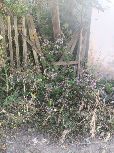 The media file depicts an overgrown rural scene in Malinovka, Kyrgyzstan. The primary subjects are a dilapidated wooden fence, lush green vegetation, and small pink and white wildflowers. The fence, constructed from weathered planks, appears to be leaning and partially broken, suggesting a state of disrepair. Surrounding the fence is a dense growth of plants, including clusters of small pink flowers that resemble oregano or thyme, and scattered white wildflowers with yellow centers, possibly daisies. Tall, dry grasses and stalks are also prominent, adding to the wild, unkempt appearance of the setting.
The scene is set outdoors, likely in a garden or yard, given the presence of the fence and the cultivated-looking wildflowers mixed with wild growth. The lighting suggests it is daytime, with sunlight filtering through the foliage, creating some soft shadows and a slightly hazy effect, especially towards the top right of the image where a light-colored wall is visible. The overall mood is one of natural beauty reclaiming a man-made structure, evoking a sense of tranquility and rustic charm. No people are visible, and the activity is passive, focusing on the static elements of the natural environment and the decaying fence. There is no visible text in the image.