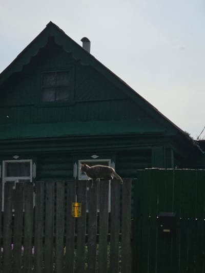 A cat walks along a wooden fence in front of a dark green wooden house with white-trimmed windows and a dark green metal mailbox attached to the fence. The sky is overcast.