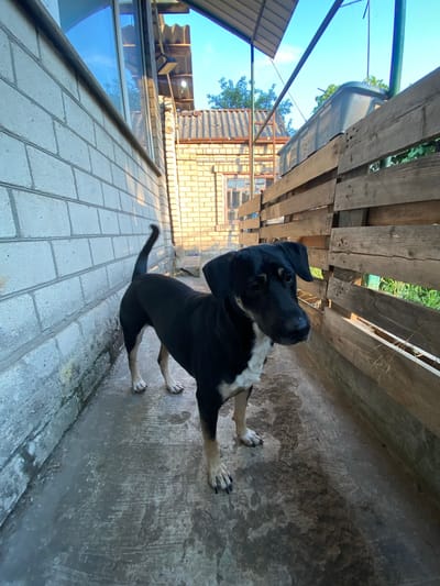 A black and tan dog stands on a concrete walkway. To the left of the dog is a light-colored brick wall. To the right is a rustic wooden fence. Behind the fence, green grass and trees are visible. The sky is blue with a few wispy clouds. The image appears to be taken outdoors in a residential or rural setting.