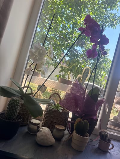 The image shows a windowsill in Miriantsi, Bulgaria, with several potted plants. Two orchids, one white and one purple, are in bloom. There are also several cacti, including a heart-shaped one. Decorative items, such as a strawberry-shaped object and small jars, are also present. The window looks out onto a garden with trees and a blue sky. The lighting suggests it is daytime.