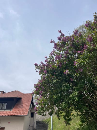 The image shows a view of the sky partially obscured by a tree with purple flowers, likely lilac. In the bottom right corner, there is a section of a building with a red tiled roof. Beyond the tree, there is a glimpse of a green grassy area. The image is likely taken in or near Skofja Loka, Slovenia.
