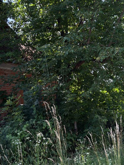 In Novosilka, Ukraine, a thick canopy of green leaves from a mature tree dominates the upper portion of the image, casting dappled shadows onto a red brick building partially visible on the left. The building's roofline and a segment of its brick wall are discernible beneath the dense foliage. In the foreground, tall, dry grasses and scattered white wildflowers grow in front of a chain-link fence. The overall scene depicts an overgrown, natural setting adjacent to a residential structure.