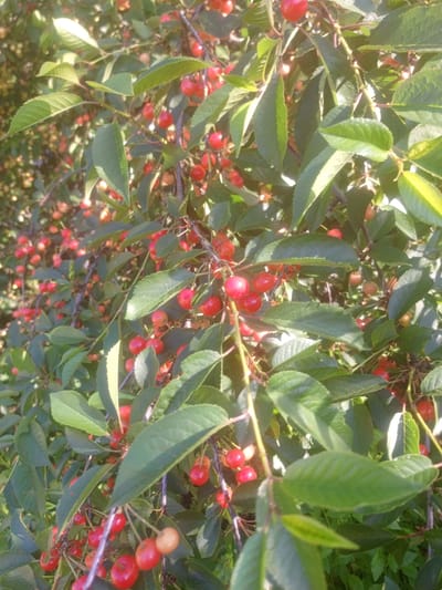 A close-up, vertical, outdoor shot captures a dense cluster of ripe cherries on a tree, with many green leaves and thin branches also visible. The scene appears to be bathed in sunlight, with some parts of the foliage and cherries illuminated and others in shadow. The cherries are mostly a deep red color, with some appearing lighter or reddish-yellow. They hang in clusters, attached to thin stems, interspersed with the dark green leaves. The overall impression is one of abundance and natural growth, suggesting a fruit-bearing tree in a temperate climate. The location is specified as Myrne, Ukraine.
