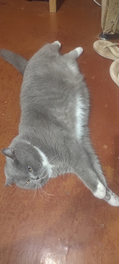 A gray cat with white paws is lying on its side on a reddish-brown floor. The cat is looking towards the left side of the image with its head tilted. The cat's fur has subtle darker gray stripes. There are some flip-flops and wooden furniture visible in the background. The image was taken indoors in Svitlovodsk, Ukraine.