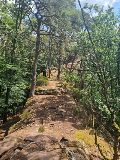 The image shows a wooded area with a pathway winding through trees and rocks. In the center of the frame, a person wearing a black jacket and carrying a backpack is standing on the path. The path is made of dirt and covered with fallen leaves and pine needles. Large, reddish-brown rocks are visible along the edges of the path and on the ground. The trees are dense and lush green, with some older trees showing exposed roots. The sky is visible through the canopy, with some clouds present. The scene suggests a hiking trail in a natural environment. This is a location within the municipal area of Dahn, Germany.