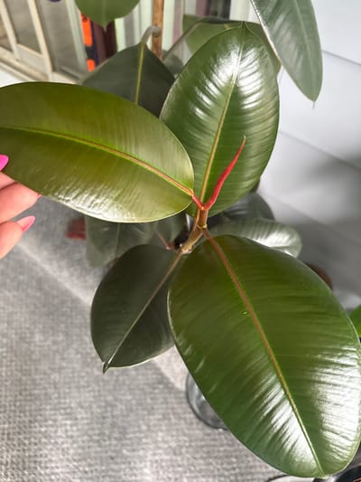 A close-up, high-angle shot captures a vibrant, dark green rubber plant indoors. The plant's large, glossy leaves are the primary focus, with visible parallel veins and a prominent reddish-pink central vein. A new, bright red bud is emerging from the top of the plant, indicating growth. A person's hand, with bright pink nail polish, gently touches one of the leaves on the left side of the frame. The background is out of focus, showing hints of a light-colored wall, a blurred window frame with vertical blinds, and a textured gray surface that could be a rug or mat. The overall impression is of a healthy, well-maintained houseplant. The image does not contain any information that can identify its location within Fairview Township, United States of America.