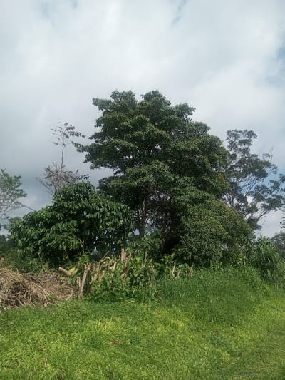 The image presents an outdoor landscape located in Đăk Pxi, Vietnam, under an overcast sky with visible white and grey cloud formations. The foreground consists of a vibrant green grassy area, exhibiting variations in blade height, with some scattered brown organic debris. In the midground, a line of vertical, cut wooden stakes forms a barrier or boundary, partially obscured and surrounded by dense green foliage, consistent with cultivated crops such as coffee plants. To the immediate left of this barrier, a pile of dried branches and plant trimmings is visible. The background is dominated by several trees: a large tree with a full, dark green canopy centrally positioned, another tall tree with a less dense canopy further right, and a slender, mostly defoliated tree with sparse branches to the left. No human figures, direct actions, or interactions are depicted within the scene. The ambient lighting is diffused and natural.