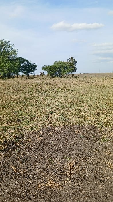 A wide-angle view captures an open, undeveloped landscape in Kaputiei North ward, Kenya, under a blue sky with scattered white cumulus clouds. The immediate foreground consists of dark brown, exposed soil interspersed with patches of dry, light brown vegetation and some sparse green shoots. A small area of mounded, disturbed earth is visible in the lower center. The midground extends as a vast, flat plain predominantly covered in dry, yellowish-brown grass with occasional greener patches. A horizontal line of trees with dense green foliage forms the distant background, beyond which the flat terrain continues to the horizon. No individuals, animals, or distinct man-made structures are present.
