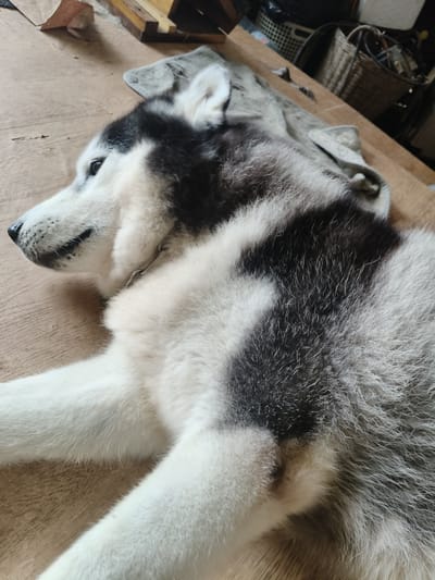 A husky dog lies on its side on a wooden surface. The dog has black and white fur and appears to be resting. A piece of grey fabric is beneath the dog. In the background, there are various objects, including baskets and what appears to be furniture or shelving. The environment suggests an indoor setting, possibly a workshop or storage area. The image does not provide any specific details about the location in the city of Ban Nong Phak Hueat, Thailand.