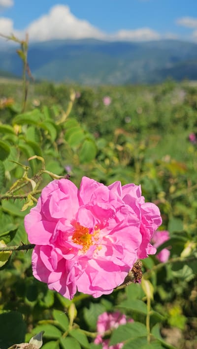 The image showcases a vibrant pink rose in the foreground, its petals unfurling to reveal a bright yellow center. The rose is a focal point, with its thorny stem and lush green leaves visible. In the background, a field of greenery dotted with smaller pink flowers suggests a garden or a natural landscape. To the left, a blurred vista of rolling hills or mountains under a bright blue sky with white clouds hints at the location's natural beauty. The lighting indicates it is daytime, likely sunny, casting a warm glow on the scene. The overall impression is one of natural beauty and tranquility, possibly captured in a rural setting like Tazha, Bulgaria. There is no text visible in the image.