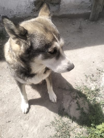 An outdoor, eye-level, close-up shot shows a medium-sized dog with brown, black, and white fur standing on a dirt ground with sparse vegetation. The dog faces to the right, looking downwards with its head tilted slightly. Sunlight casts a distinct shadow of the dog on the ground. In the background, a weathered concrete wall and a wooden post are visible. The scene appears to be in a rural or undeveloped area, possibly Qarabulaq, Kazakhstan, given the context of the request. The environment is arid and appears to be illuminated by bright daylight. There are no people present in the image.