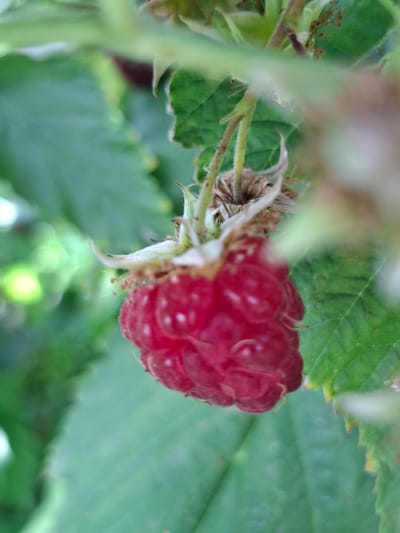 A close-up, shallow depth-of-field shot shows a ripe red raspberry hanging from a branch, surrounded by green leaves and stems. The raspberry is plump and detailed, with individual drupelets visible. The background is blurred, with soft green hues and some lighter, out-of-focus circular shapes that suggest other vegetation or possibly sunlight filtering through. The image captures the natural environment of a plant, likely in a garden or wild setting. There are no people or man-made structures visible in the frame.