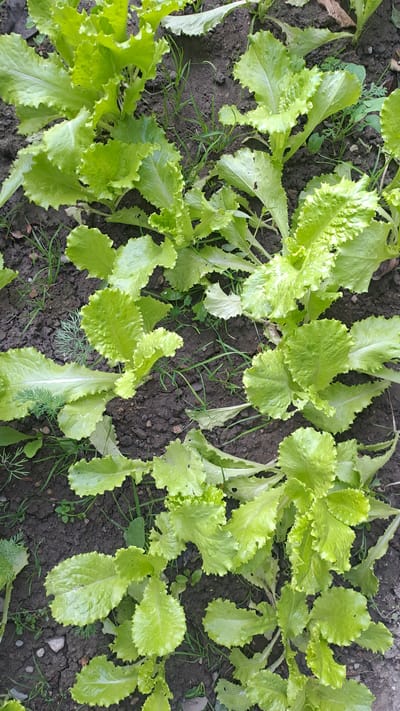 This is a close-up, overhead shot of a patch of young, bright green lettuce plants growing in dark soil. The lettuce leaves are ruffled and have a slightly serrated edge. Some of the leaves have small droplets of water on them, suggesting recent watering or dew. There are also a few thin blades of grass and some wispy green weeds interspersed among the lettuce. The soil appears moist and somewhat clumpy. The lighting suggests it is daytime, with no strong shadows indicating direct sunlight. The scene is a close-up view of a small garden plot, likely outdoors, given the presence of soil, grass, and weeds. The focus is entirely on the plants and the immediate soil around them, giving a sense of the early growth stage of the lettuce. There is no visible text in the image.