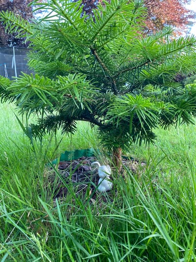 The image shows a small, ornamental conifer tree planted in a grassy area. The tree has a brown trunk and vibrant green needles. At the base of the tree, there are wood chips and a green plastic border. Two small, white ceramic decorative figures, resembling bunnies, are partially visible among the wood chips and grass. The surrounding area is overgrown with lush green grass. In the background, a dark-colored fence and trees with reddish-brown foliage are visible. The scene is outdoors, suggesting a garden or park setting, potentially in Lütjenwestedt, Germany.