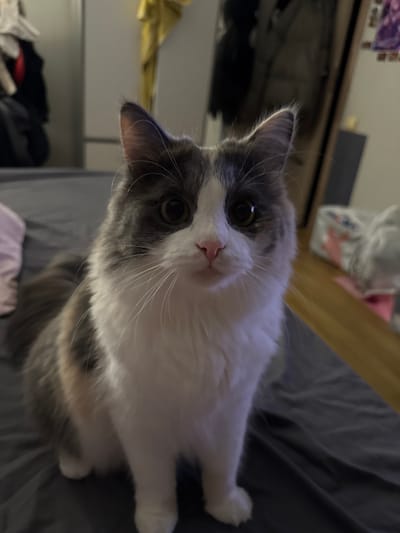 A calico cat with long fur sits on a dark grey surface, likely a bedspread, in what appears to be a bedroom. The cat has grey, white, and orange patches of fur. Its eyes are wide open and green, and its nose is pink. The background is out of focus, but it suggests a domestic environment with furniture and clothing visible. There is no discernible indication of the location being in the city of Olaine, Latvia.