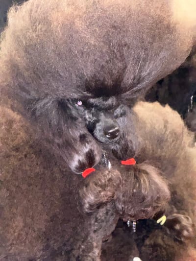 A close-up, head-and-shoulders portrait of a black standard poodle, positioned indoors within the Metropolitan Borough of Solihull, United Kingdom, likely at a dog show or exhibition venue such as the National Exhibition Centre (NEC). The dog displays an elaborate, voluminous topknot and meticulously sculpted black fur. Its left eye features a distinct purple or pinkish reflective glint. The dark muzzle and nose are clearly visible. Two prominent tufts of facial hair below the muzzle are individually gathered and secured with bright red elastic bands. A third, smaller tuft of hair is visible lower down, secured with a yellow elastic band. A delicate, metallic chain or beaded ornament hangs near the dog's chin, partially obscured by the fur. The background is dark and blurred, providing no discernible details beyond indicating an indoor environment.