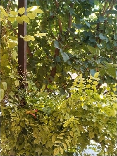 The image shows a close-up view of lush green and yellow foliage surrounding a dark brown metal post. The leaves are varied in shape and size, with some appearing serrated and others more rounded. Sunlight filters through the dense vegetation, creating highlights and shadows. In the lower center of the image, a small, reddish-orange flower or seed pod is visible amongst the leaves. The metal post appears to be a vertical support, possibly part of a fence or structure. The overall impression is one of abundant plant growth in an outdoor setting. No people or animals are visible. The scene is consistent with a garden or park area in Yangiabay, Uzbekistan, where such plant life and metal structures are common.