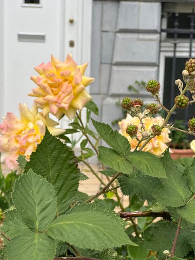 A close-up image of a bush with three yellow roses and blackberry fruits growing on its branches. The bush is in front of a white door and a grey stone wall. The location is a residential area in Saint-Josse-ten-Noode, Belgium, specifically at the intersection of Rue de Stalle and Rue de la Victoire. The roses are fully bloomed, with a slight pink hue, while the blackberries are green and unripe. The bush is thriving, with healthy green leaves and branches. There are no visible people or animals in the scene. The background features a white door with a silver handle and a grey stone wall with visible joints. The light is natural and diffused, casting soft shadows.