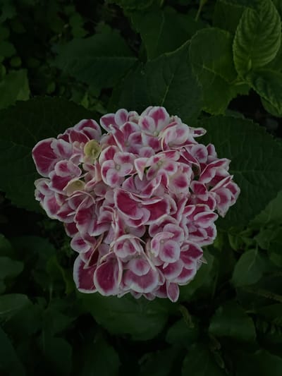 A close-up, overhead shot captures a cluster of pink and white hydrangea flowers against a backdrop of dark green leaves. The flowers are the central focus, with individual florets displaying a gradient of color from white at the center to a deep pink or fuchsia at the petal edges. Some florets also show subtle hints of light green. The surrounding leaves are lush and textured, with visible veins, providing a rich, dark contrast to the lighter blooms. The lighting appears soft, creating a gentle ambiance. The scene is situated outdoors, likely in a garden or natural setting, with no indications of an urban environment or specific location like Oktiabrskaya, Russia. There are no people, actions, or interactions depicted in the image.