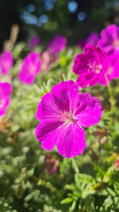 The image is a close-up, macro photograph of several vibrant pink flowers with green foliage in the background. The primary subject is a single, fully bloomed flower in the foreground, positioned slightly to the right of the center. This flower has five petals, which are a deep fuchsia color with visible veins and a slightly ruffled texture. At the center of this bloom, delicate pink stamens are visible. To the left and slightly behind this main flower, other pink flowers are present, some in full bloom and others appearing as buds or partially open. The background is a soft blur of green leaves and stems, suggesting a garden or natural outdoor setting. There are also out-of-focus circular light patches, known as bokeh, scattered throughout the background, indicating a shallow depth of field and possibly sunlight filtering through the leaves. The overall impression is one of bright, natural light, suggesting it is daytime, likely on a sunny day. The location is specified as Kivyliai, Lithuania. No people, objects, text, or specific events are visible in the image. The focus is purely on the natural beauty of the flowers and their immediate surroundings.