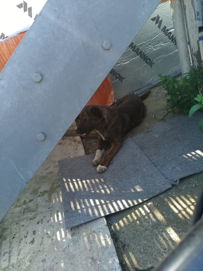 A brindle mixed-breed dog lies on a grey mat outdoors. The dog is partially obscured by a large, angled metal structure in the foreground. Behind the dog, a silver, foil-backed insulation material is visible with the text "MANNOK" printed on it multiple times. Green foliage is present to the right of the dog. The ground appears to be concrete, with some patches of staining. The scene suggests an outdoor, possibly construction or renovation area. This image was captured in Nicorești, Romania.
