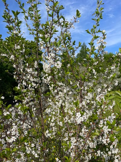 The image shows a tree in full bloom with white flowers and green leaves against a blue sky with wispy clouds. The tree branches are visible, and there is other greenery in the background. The location is Gryaznoye, Russia.