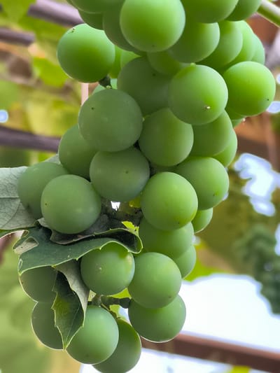 This media file shows a close-up of a bunch of green grapes hanging from a vine. The grapes are round and plump, with a slightly matte surface. Some have a very fine bloom. The leaves of the vine are visible in the foreground and are a deep green with visible veins and some signs of insect damage. The background is softly blurred, showing hints of foliage and what appears to be a wooden structure, suggesting an outdoor setting like a vineyard or garden. The lighting is natural and diffused, indicating it could be daytime, possibly under overcast skies or in the shade, as there are no harsh shadows. The overall impression is one of natural growth and ripeness. There is no visible text in the image. The location context provided is Žiaukos, Lithuania.