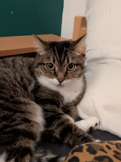 A domestic tabby cat with brown and black striped fur, white chest, chin, and paws is depicted in an indoor setting in Kitsjanovo, Russia. The cat is lying down, positioned in the lower-center of the frame, with its body oriented to the left and its head turned to face directly forward. Its large, round eyes, with distinct yellow irises and dilated black pupils, are fixed on the viewer. One white paw with a visible dark paw pad rests on a dark, likely gray or black, surface. To the cat's left, a section of light brown wooden furniture is visible, above which a dark teal-green wall with minor surface imperfections spans the upper-left quadrant. To the cat's right and behind it, a rumpled white fabric, consistent with bedding or a pillow, occupies the right side of the image. A brown and black leopard-print fabric object is partially visible in the lower-right corner of the frame.