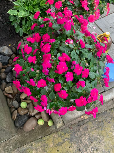 In Dubnik, Russia, a pot of vibrant pink Impatiens flowers overflows with lush green foliage, its petals glistening with raindrops. The planter rests on a paved surface, likely a garden pathway, made of interlocking grey bricks. To the left, dark soil is visible, bordering a bed of large, smooth river stones that are damp, suggesting recent rain. Several small, round, greenish-yellow objects, possibly unripe fruit or decorative stones, are scattered among the rocks. In the background, a large plant with broad, dark green leaves, possibly a Hosta, adds a contrasting texture to the scene. Further to the right, a yellow bottle with a cap and a bright blue plastic bucket are also present, hinting at gardening activities. The overall impression is one of a well-tended, rain-kissed garden in an outdoor setting.