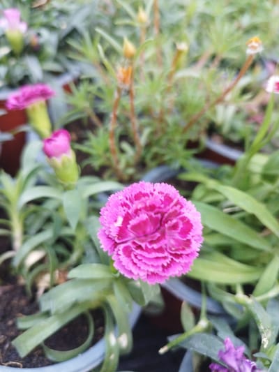 The image displays a detailed close-up of multiple potted plants, located in Dura, Palestinian Territory. The central subject is a vibrant fuchsia-magenta flower, approximately 5-7 cm in diameter, positioned slightly right of the frame's center and in sharp focus. This flower exhibits numerous densely packed, serrated petals, giving it a ruffled appearance. To the immediate left of this flower, a closed fuchsia-magenta bud, encased in a green calyx, is visible and also in focus. Surrounding these are multiple green leaves, appearing narrow and elongated, characteristic of the plant species. The plants are situated within dark, likely plastic, nursery pots, with dark soil visible. The background consists of a blurred arrangement of additional green foliage, slender stems, and several out-of-focus light-colored buds, some with a yellowish-orange tint, and hints of other blurry pink or purple flowers. The lighting suggests natural, diffused illumination, likely in a greenhouse or outdoor nursery setting. No individuals or specific actions are depicted.