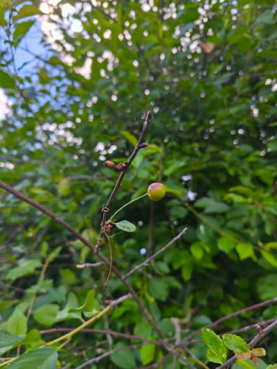 The image shows a close-up of a single, small, unripe cherry on a branch. The cherry is round with a smooth skin that transitions from green to a reddish-pink at the top. It is suspended from a thin stem against a backdrop of lush green foliage and dappled sunlight. The leaves are varied in size and shape, with some appearing blurred due to the shallow depth of field, creating a bokeh effect. The branches are thin and dark brown, with a few small buds or dried remnants of flowers visible. One small, green leaf is attached to the stem of the cherry. The overall impression is of a close-up detail of nature, likely taken outdoors on a bright day, given the highlights in the leaves and the blue sky visible in the upper left corner. The setting appears to be a natural environment, possibly a garden or a park, with the hint of a Russian location. No people or text are visible. The image captures a moment of quiet observation of a single fruit beginning to grow.