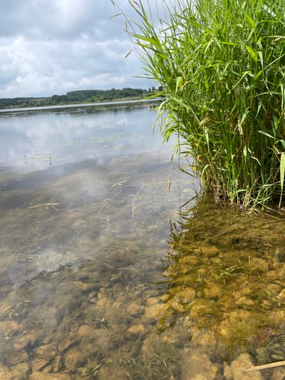 The image shows a close-up view of the edge of a body of water with tall green reeds growing along the bank on the right side. The water is clear, allowing the rocky bottom with submerged vegetation to be visible. In the distance, across the water, there is a tree line and a slightly hilly landscape under a cloudy sky. The scene appears to be a natural environment, possibly a lake or riverbank, located in or near the settlement of Bereznik, Russia, based on the provided context. There are no people or animals depicted in the image.