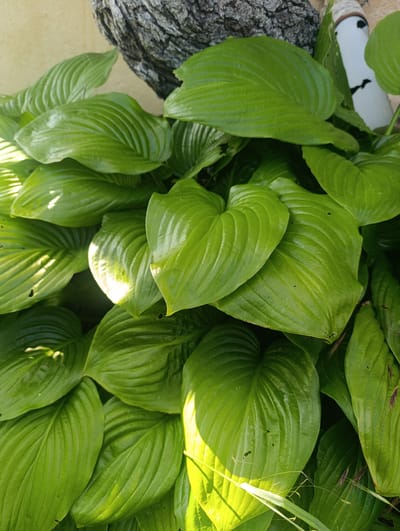 The image captures a dense arrangement of vibrant green, broadly ovate leaves, characteristic of Hosta plants, positioned outdoors in Nikolichevtsi, Bulgaria. The leaves display prominent parallel venation and a slightly glossy texture, with several leaves showing minor insect damage or tears. Sunlight brightly illuminates portions of the foliage, creating high-contrast highlights and deep shadows between the overlapping leaves. In the upper left background, a pale yellow or light beige wall is partially visible. Above the foliage in the upper center and right, a section of rough, dark tree bark with deep fissures is present. To the upper right, partially obscured by leaves, a white, cylindrical decorative object with a rounded top and a brown band, featuring black markings resembling eyes and a mouth, is discernible. No people are visible, and no overt actions or interactions are occurring. The environment appears to be a cultivated garden or planted area next to a structure.