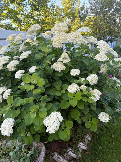 In the city of Primernoe, Russia, a large white hydrangea bush dominates the frame. The plant is covered in numerous full, conical flower heads, with lush green foliage forming a dense backdrop. The bush is situated in a garden, with a white fence visible in the background and trees overhead. To the right, a patch of green grass is present, and to the bottom left, some gardening debris and decorative stones are visible. The lighting suggests it is either early morning or late afternoon. No people or animals are present.