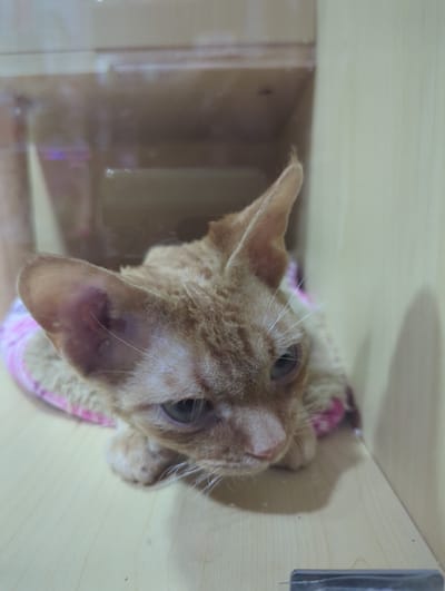 A ginger cat with curly fur is lying down inside a wooden enclosure, possibly a cage or shelf. The cat is wearing a pink garment around its chest. The cat's ears are large and prominent, and its eyes are partially closed. The background is a light-colored wooden surface. The image appears to be taken indoors. The location is Xishan District, China.
