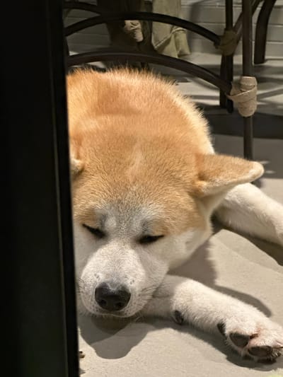 A light brown and white Akita dog is lying down on a light gray surface, partially obscured by a dark object on the left side of the frame. The dog's eyes are closed, and its head is resting on its paws. The background shows the legs of a dark metal table with rope accents, suggesting an outdoor or patio setting. The lighting indicates it is daytime, with shadows cast by the table legs. The scene appears to be in Santos, Brazil, likely in a residential area or park with outdoor furniture.