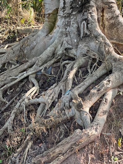 The image displays the exposed root system and lower trunk of a large, mature tree situated in Logba Adzakoe, Ghana. The tree's trunk exhibits a rough, greyish-white bark with dark, textured patches and a notable vertical indentation on its upper visible section. Numerous thick, gnarled roots, varying in width from several inches to over a foot, emanate from the base of the trunk. These roots are a light brown to grey color, displaying weathered surfaces, and spread across the foreground and midground, intertwining and creating an elevated, complex network above the ground.
The ground beneath and between the roots consists of dark brown, dry soil. Sparse, dried vegetation, including leaves, twigs, and desiccated grasses, covers parts of the soil, with a few small green plant shoots visible towards the lower left. Two distinct pieces of light blue synthetic material are present: one larger piece, possibly plastic sheeting or a bag remnant, is partially buried among the roots in the middle-left, and a smaller, cord-like piece is draped over a root in the lower-middle section. The scene is illuminated by bright, natural daylight, casting defined shadows beneath the roots, indicating clear weather conditions. No people or animals are visible, and no active interactions are depicted.