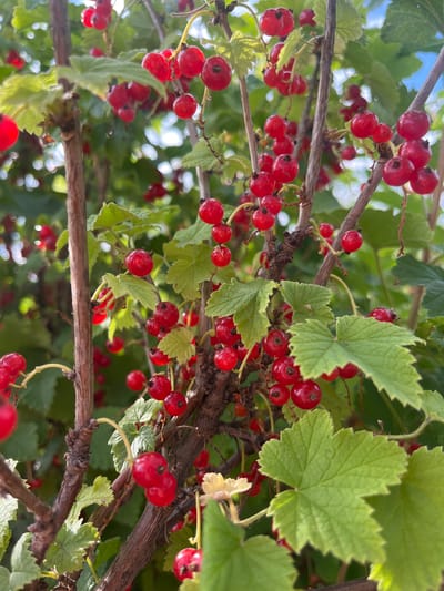 This media file captures a close-up, low-angle view of ripe red currants on a bush. The berries, small and round with a vibrant red hue, hang in clusters from thin branches. Some berries are in sharp focus, revealing their smooth, glossy surface and subtle indentations where they attach to the stems. Others are softer, blurring into the background foliage.
Interspersed with the currants are clusters of green leaves, some of which are also in focus, displaying their characteristic lobed shape and serrated edges. The leaves vary in shade, from a bright, almost translucent green where light filters through, to a deeper, more muted green in shadowed areas. The branches themselves are woody and brown, providing a structural contrast to the delicate berries and leaves.
The scene is set outdoors, likely in a garden or natural setting, given the presence of the bush and its fruit. The lighting suggests it is daytime, with sunlight dappling through the leaves and highlighting the glossy surface of the currants. The overall impression is one of abundance and ripeness, hinting at the harvest season. The background is a soft blur of green and sky blue, indicating the presence of more foliage and the sky beyond. There is no visible text in the image. The location context provided is Kovriga, Russia, which places the scene within that geographical region.